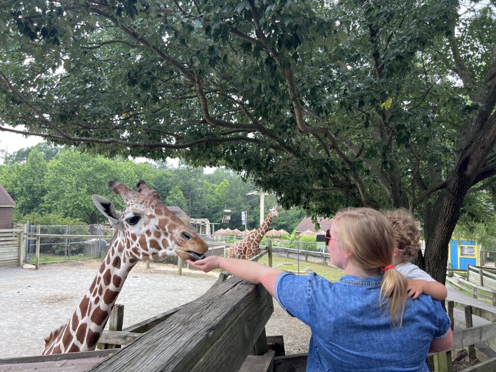 a woman and a child feed a giraffe at the Richmond zoo